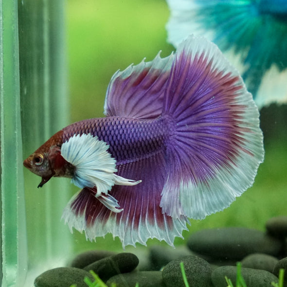 Dumbo Halfmoon - 12 weeks old