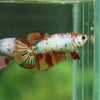 Multicolor Galaxy Halfmoon- Female