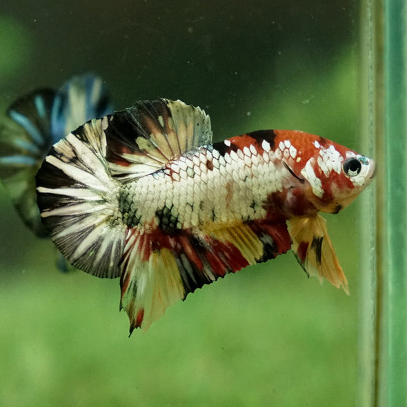 Multicolor/Galaxy Koi Plakat -12 weeks Old