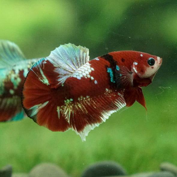 Multicolor/Galaxy Koi Plakat -13 weeks Old