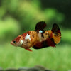 Multicolor/galaxy Koi Plakat- Female