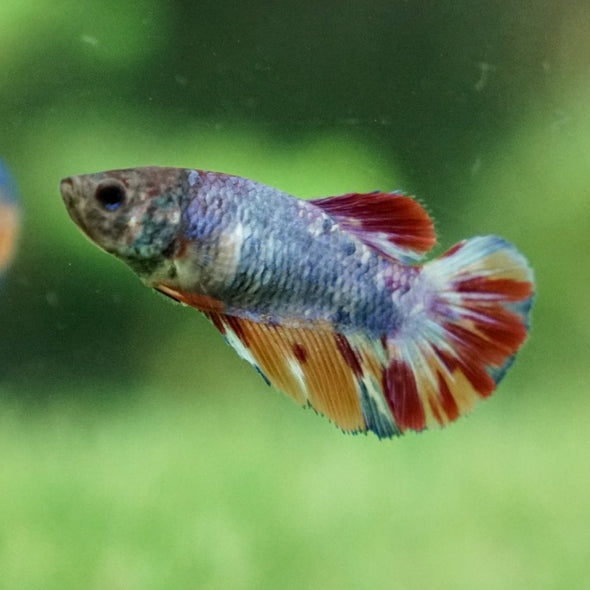 Koi Halfmoon Female - 12 weeks old