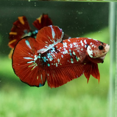 Multicolor/Galaxy Koi Plakat - 13Weeks Old