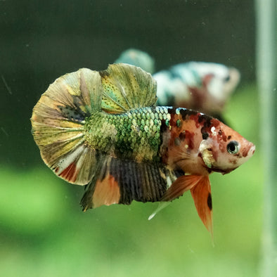 Copper/Gold Galaxy Koi Plakat - 11 Weeks Old