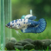 Blue/Green Dalmatian Plakat- Female