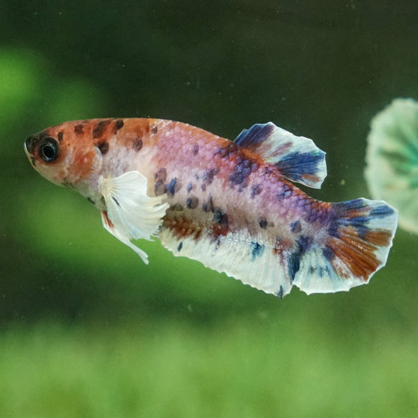 Multicolor/galaxy Dumbo Koi Plakat- Female