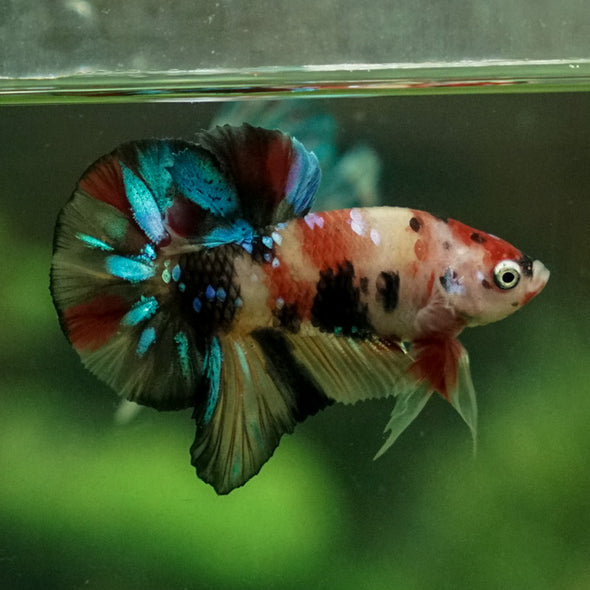 Multicolor/Galaxy Koi Plakat -11 weeks Old