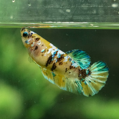 Multicolor/galaxy Koi Plakat- Female