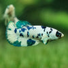 Blue/Green Dalmatian Plakat- Female