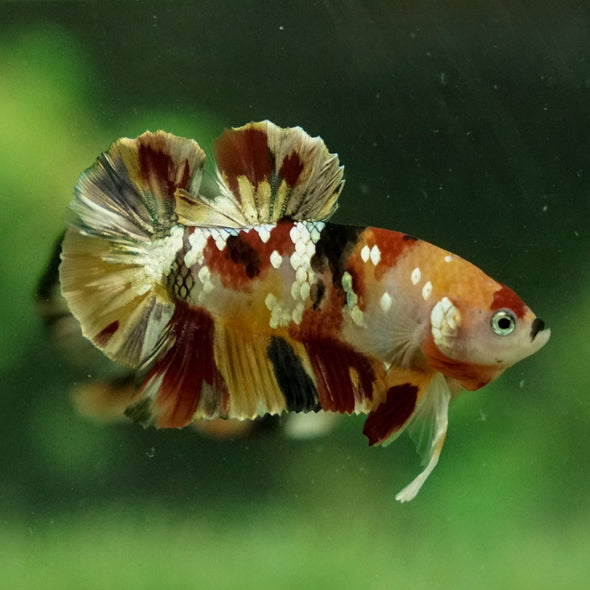 Multicolor/Galaxy Koi Plakat -12 weeks Old