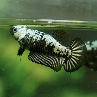 Samurai Plakat 11 week - Female