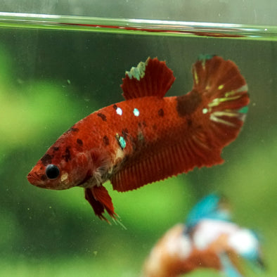 Multicolor/galaxy Koi Plakat- Female