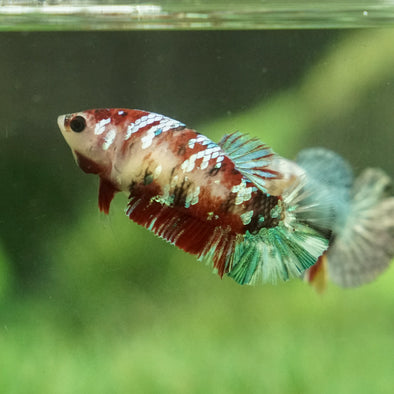 Multicolor/galaxy Koi Plakat- Female