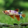 Koi Halfmoon - Female