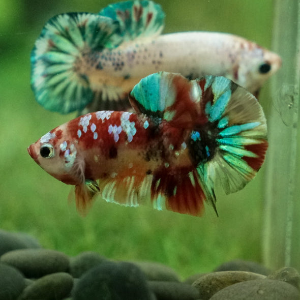 Multicolor/Galaxy Koi Plakat -11 weeks Old