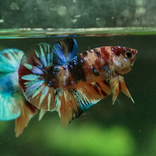 Multicolor/Galaxy Koi Plakat -11 weeks Old