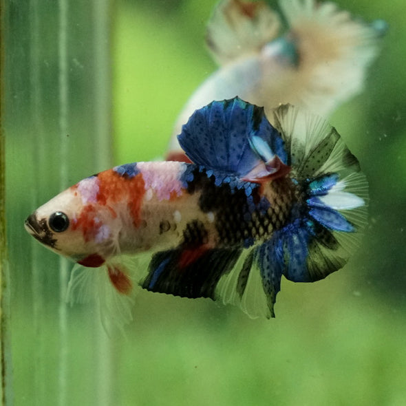 Multicolor/Galaxy Koi Plakat -11 weeks Old