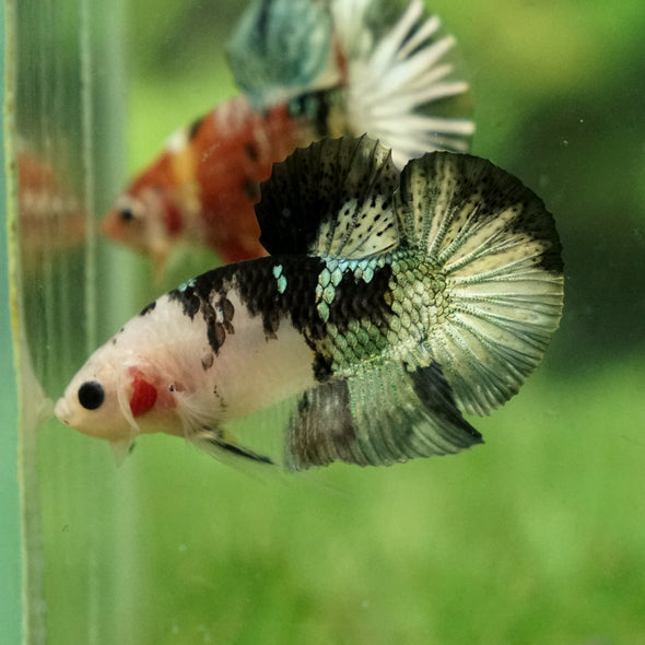 Multicolor/Galaxy Koi Plakat -11 weeks Old