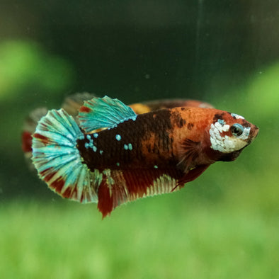 Multicolor/galaxy Koi Plakat- Breeder Grade Female