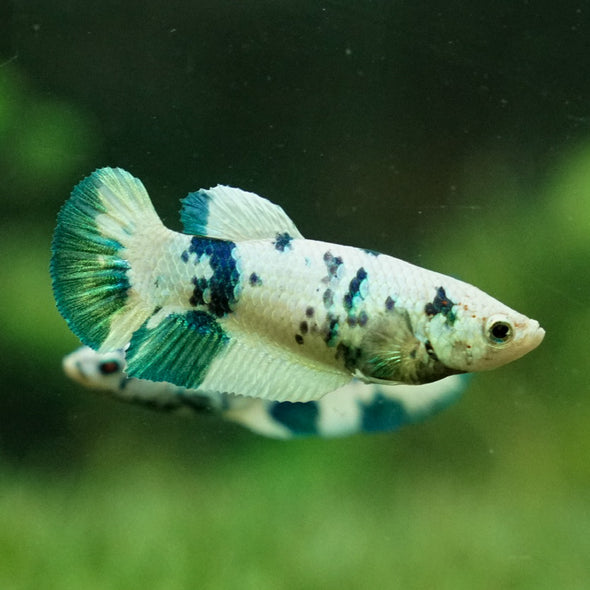 Blue/Green Dalmatian Plakat- Female