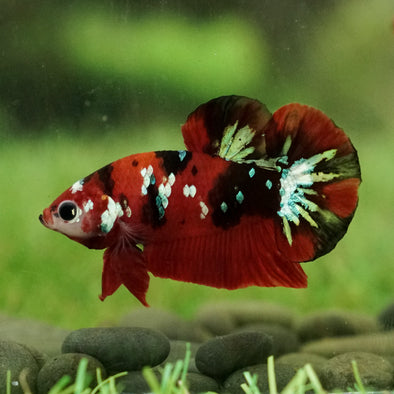 Multicolor/Galaxy Koi Plakat -10 weeks Old