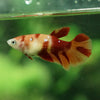 Koi Halfmoon - Female