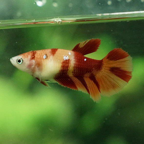 Koi Halfmoon - Female