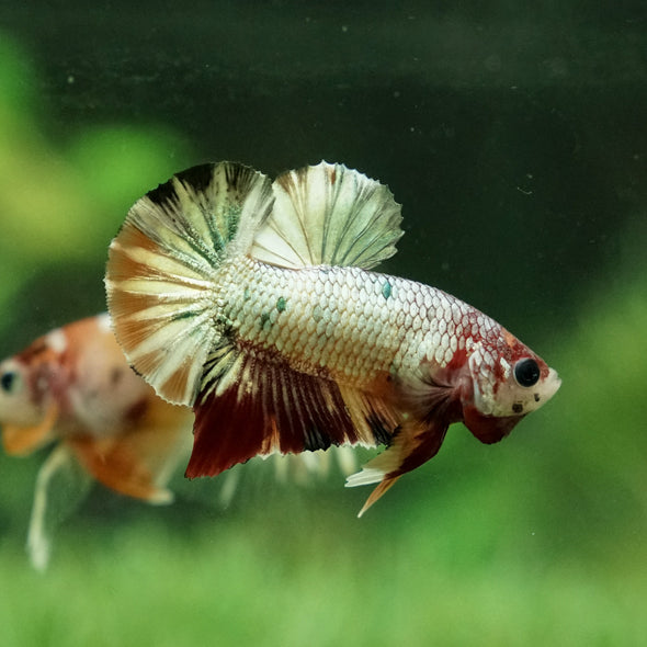 Copper/Gold Galaxy Koi Plakat - 11 Weeks Old