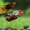 Multicolor/galaxy Koi Plakat- Female