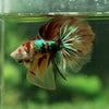 Galaxy Koi Halfmoon - 12 weeks old