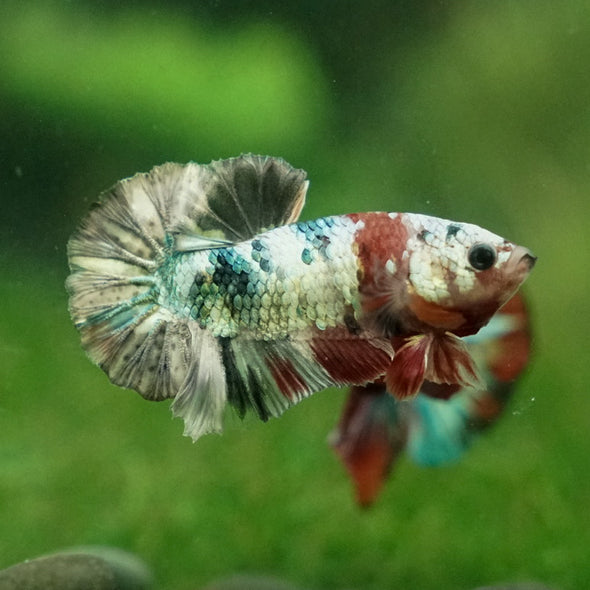 Multicolor/Galaxy Koi Plakat -11 weeks Old