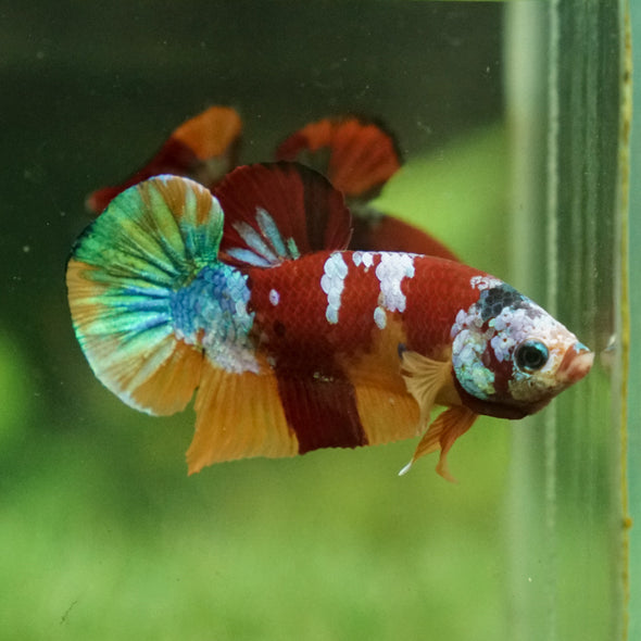 Multicolor/Galaxy Koi Plakat -15 weeks Old