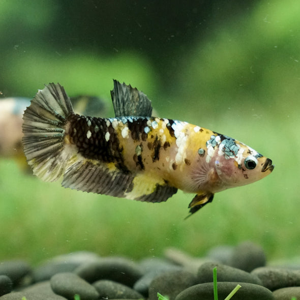 Galaxy Koi Plakat- Female