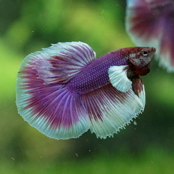 Dumbo Halfmoon - 12 weeks old