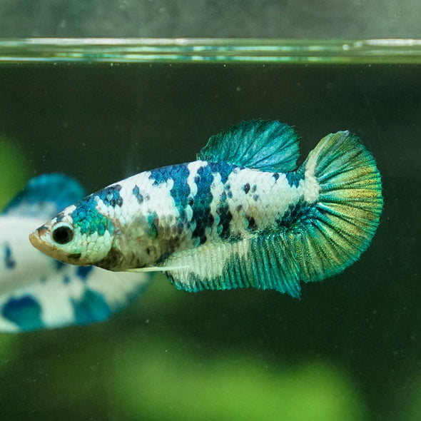 Blue/Green Dalmatian Plakat- Female