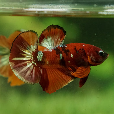 Multicolor/Galaxy Koi Plakat -15 weeks Old