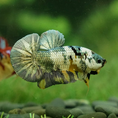 Multicolor/Galaxy Koi Plakat -15 weeks Old