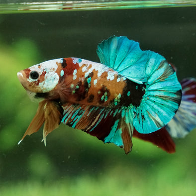 Multicolor/Galaxy Koi Plakat - 13Weeks Old