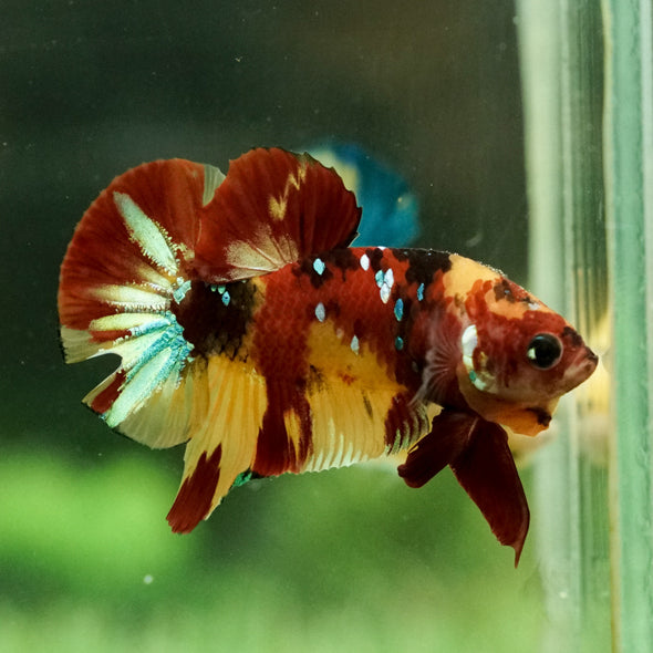 Multicolor/Galaxy Koi Plakat -16 weeks Old