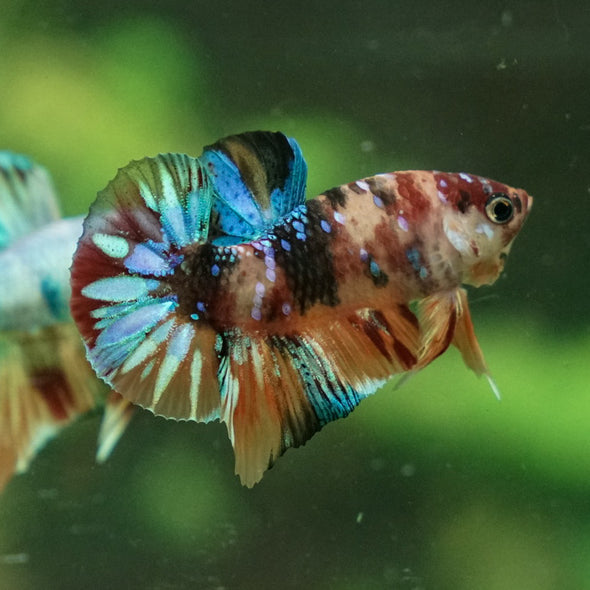 Multicolor/Galaxy Koi Plakat -11 weeks Old