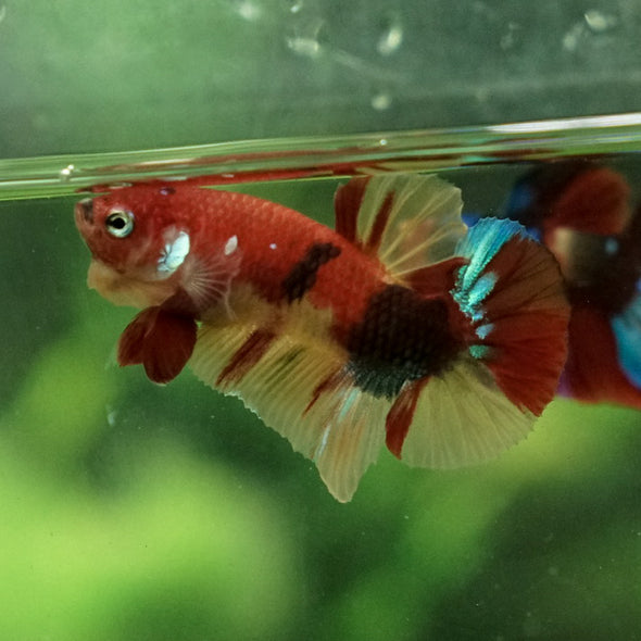 Multicolor/Galaxy Koi Plakat -11 weeks Old