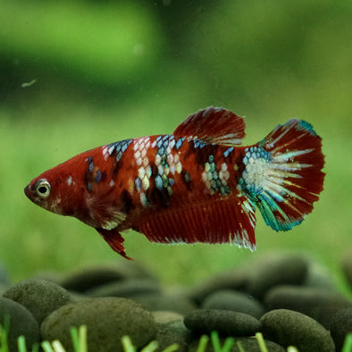 Multicolor/galaxy Koi Plakat- Female