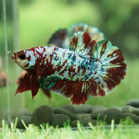 Giant Hybrid Multicolor/Galaxy Koi Plakat -15 weeks Old