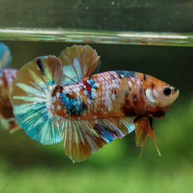 Multicolor/Galaxy Koi Plakat -15 weeks Old