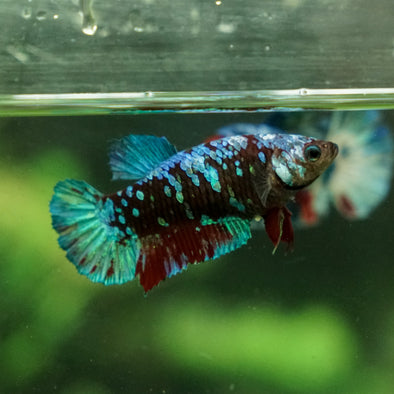 Multicolor/galaxy Koi Plakat- Female