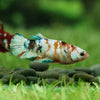 Multicolor/galaxy Koi Plakat- Female