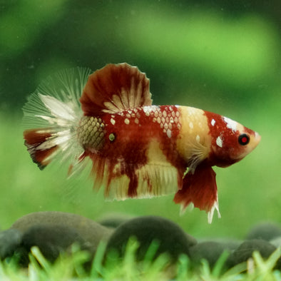 Multicolor/Galaxy Koi Plakat -15 weeks Old