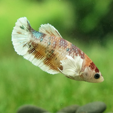 Candy Koi Dumbo Plakat- Female