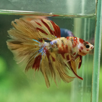 Galaxy Koi Halfmoon - 12 weeks old