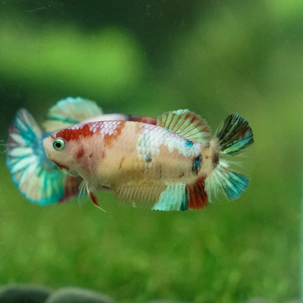 Multicolor/ Galaxy Koi Plakat- Female- 13 Weeks Old